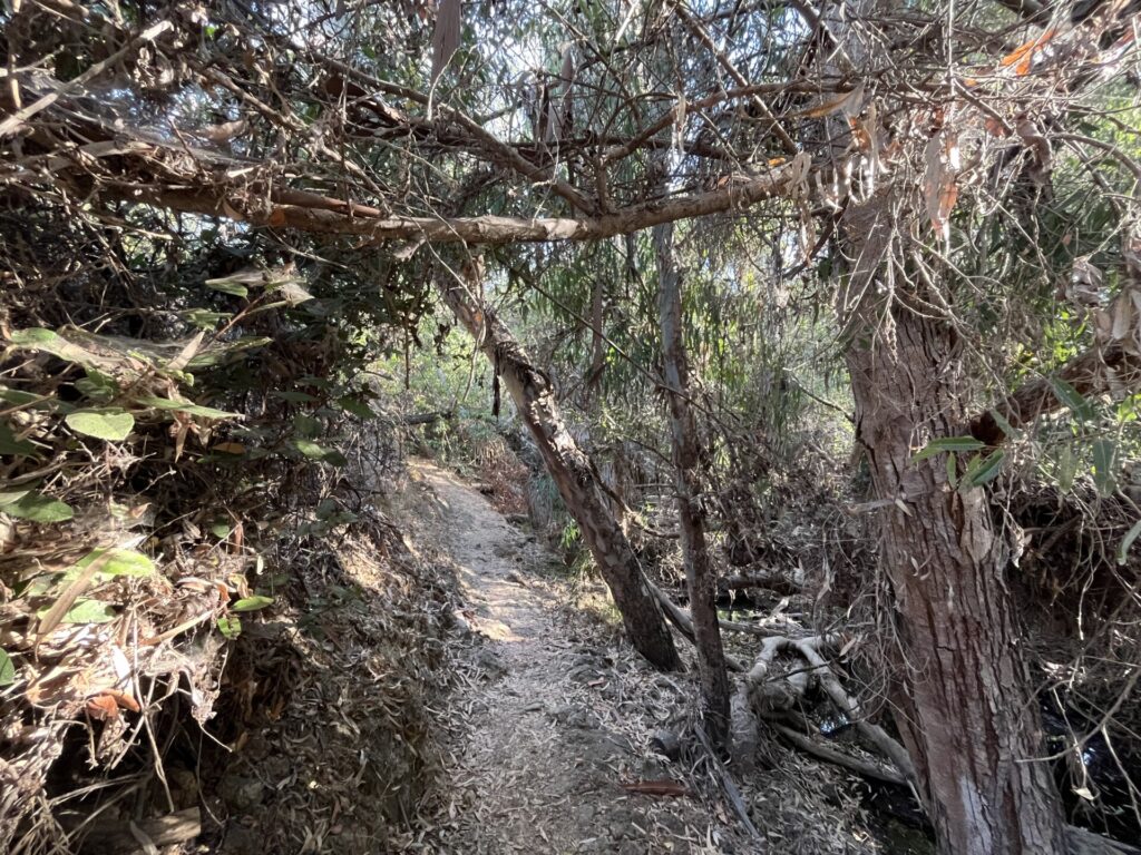 Spooks - Visit Encinitas CA - Discover the Coastal Charm of Encinitas