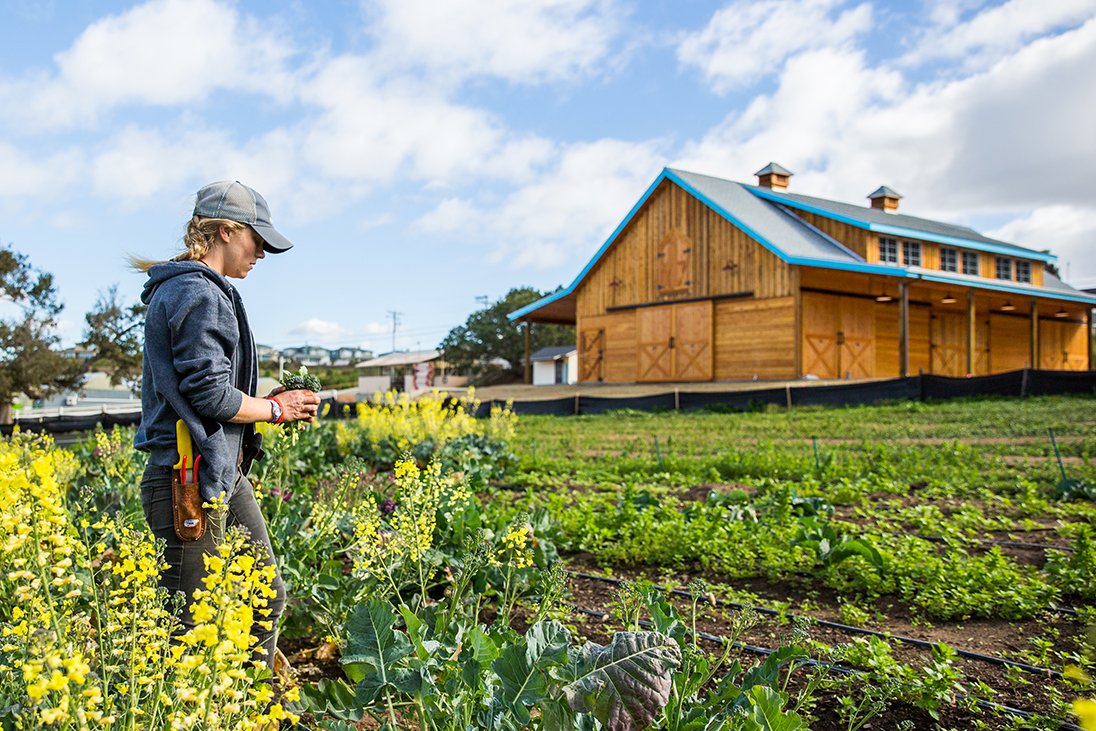 our farm 2